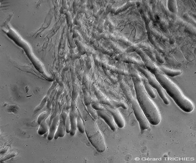 Una crosta da determinare - foto 3627 (Mutatoderma mutatum)